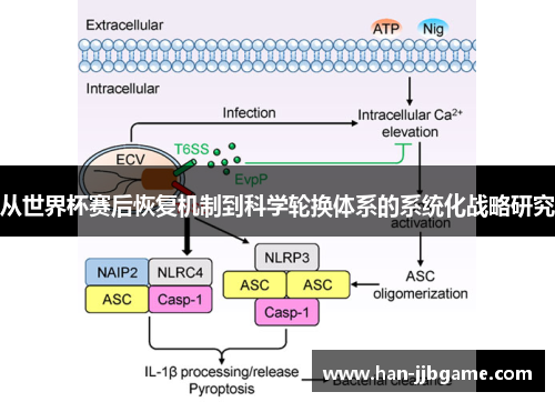 从世界杯赛后恢复机制到科学轮换体系的系统化战略研究